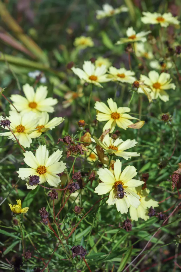 Coreopsis 'Full Moon', Mädchenauge