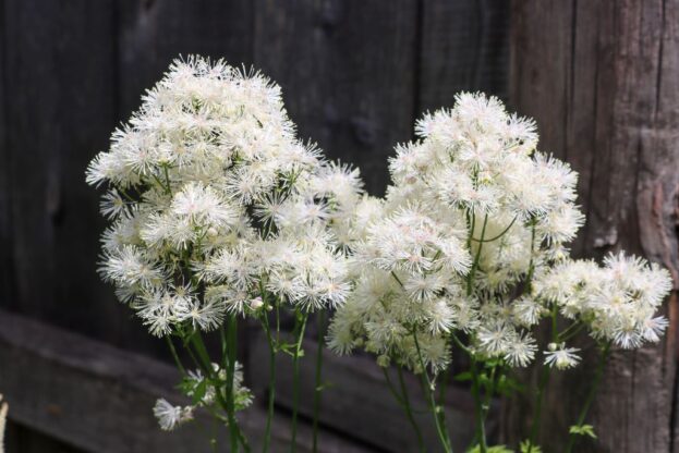 Thalictrum aquilegifolium 'Nimbus White', Wiesenraute