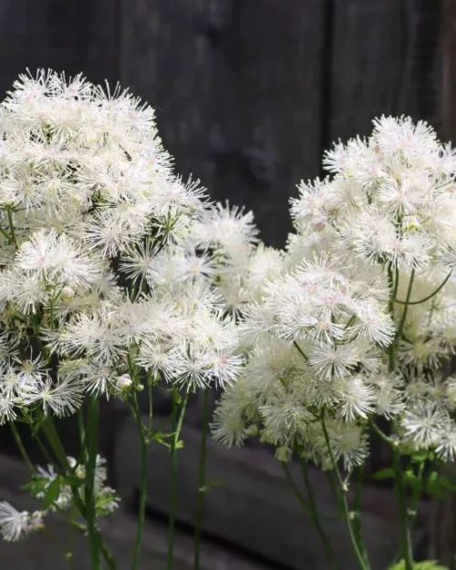 Thalictrum aquilegifolium 'Nimbus White', Wiesenraute