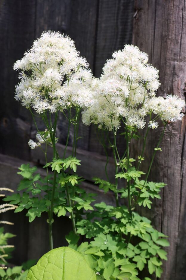 Thalictrum aquilegifolium 'Nimbus White', Wiesenraute