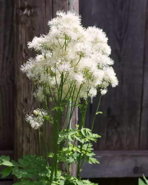 Thalictrum aquilegifolium 'Nimbus White', Wiesenraute