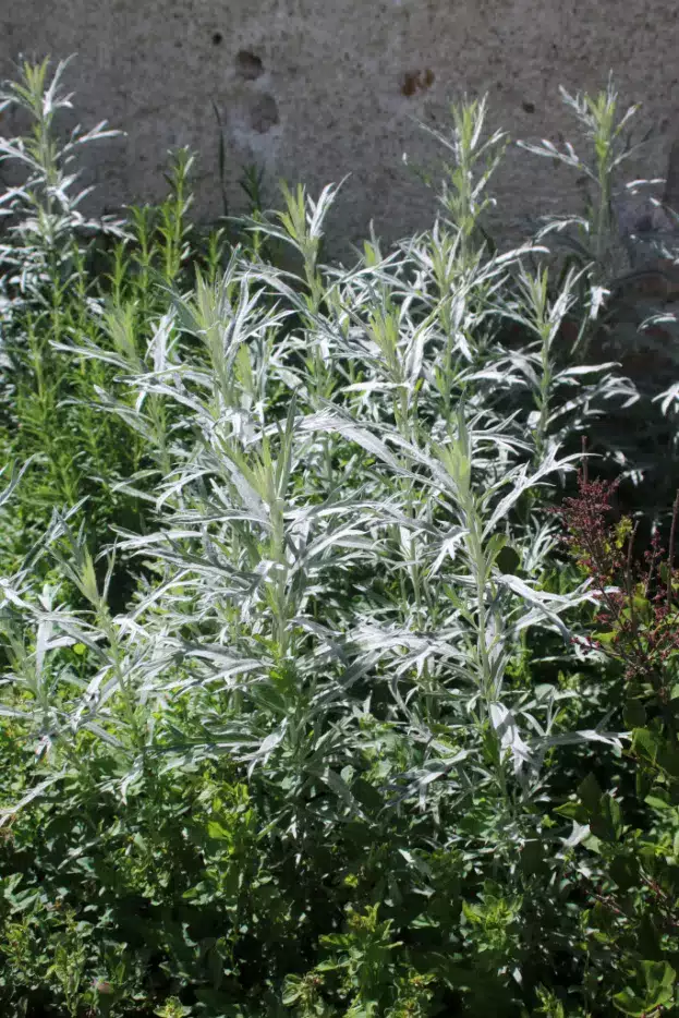 Artemisia ludoviciana var. albula 'Silver Queen', Edel-Raute