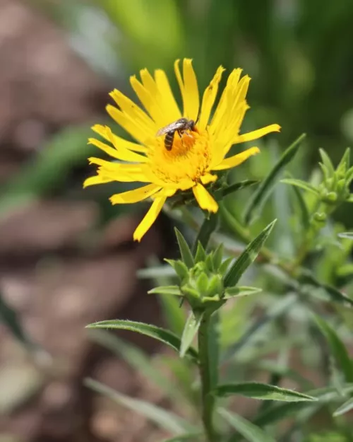 Inula ensifolia 'Compacta', Zwerg-Alant