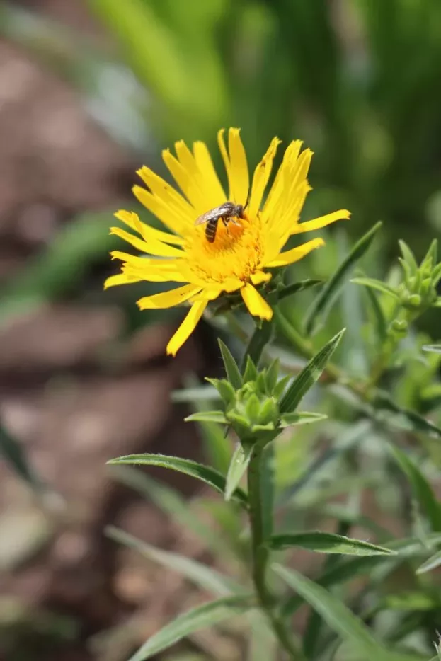 Inula ensifolia 'Compacta', Zwerg-Alant