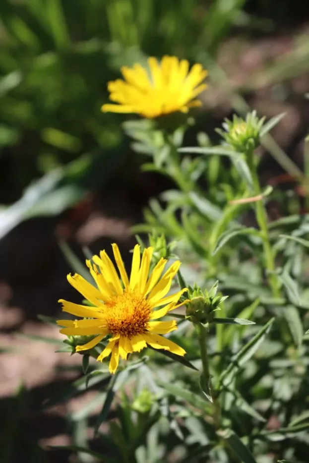 Inula ensifolia 'Compacta', Zwerg-Alant