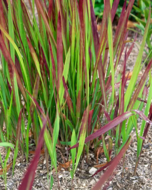 Imperata 'Red Baron', Japanisches Blutgras