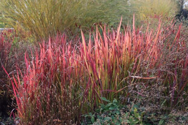 Imperata 'Red Baron', Japanisches Blutgras