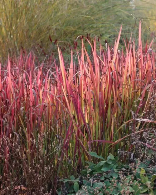 Imperata 'Red Baron', Japanisches Blutgras