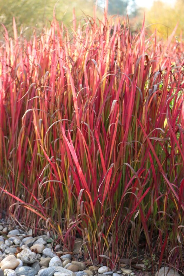 Imperata 'Red Baron', Japanisches Blutgras