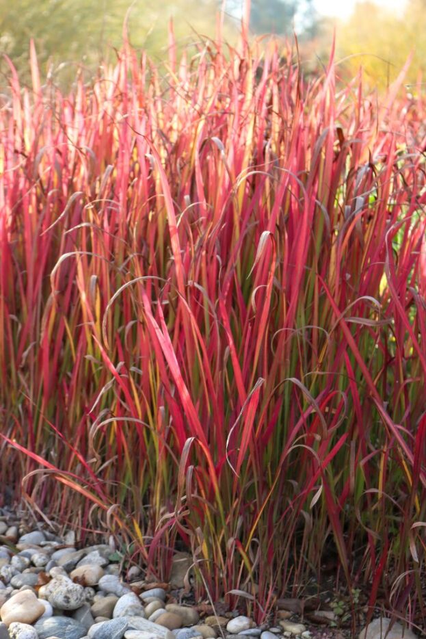 Imperata 'Red Baron', Japanisches Blutgras