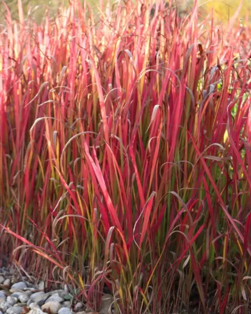 Imperata 'Red Baron', Japanisches Blutgras