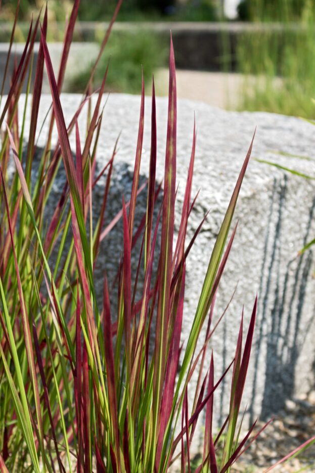 Imperata 'Red Baron', Japanisches Blutgras