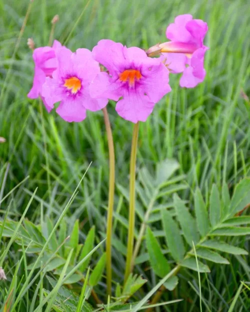 Incarvillea delavayi, Gartengloxinie