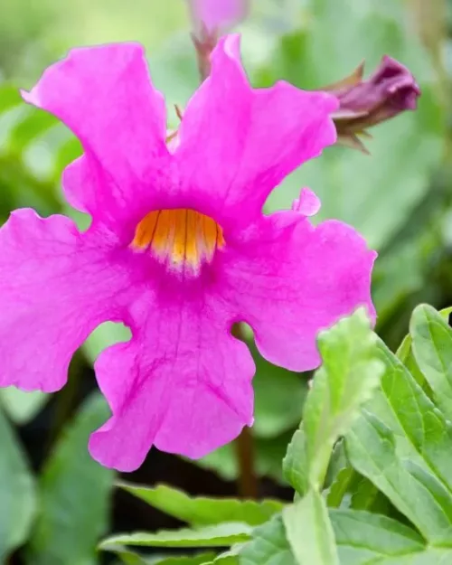 Incarvillea delavayi, Gartengloxinie