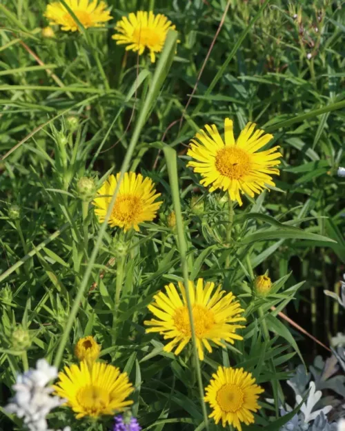 Inula ensifolia 'Compacta', Zwerg-Alant