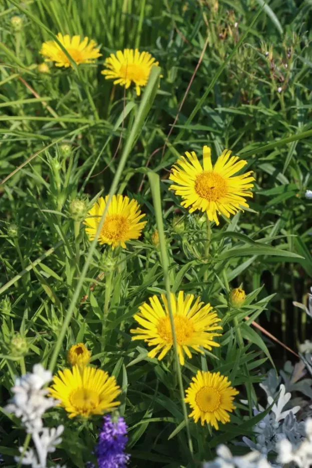 Inula ensifolia 'Compacta', Zwerg-Alant