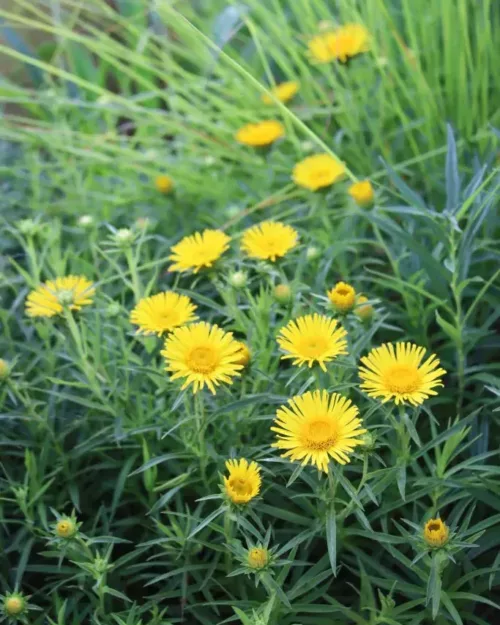 Inula ensifolia 'Compacta', Zwerg-Alant