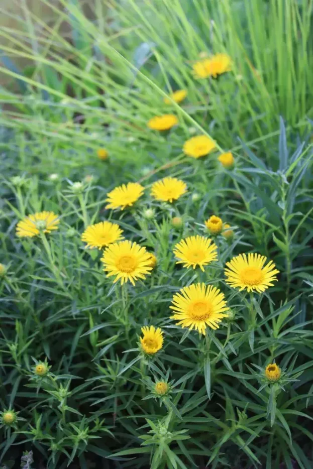 Inula ensifolia 'Compacta', Zwerg-Alant