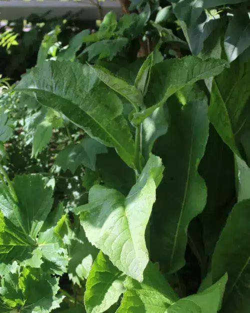 Inula helenium - Echter Alant