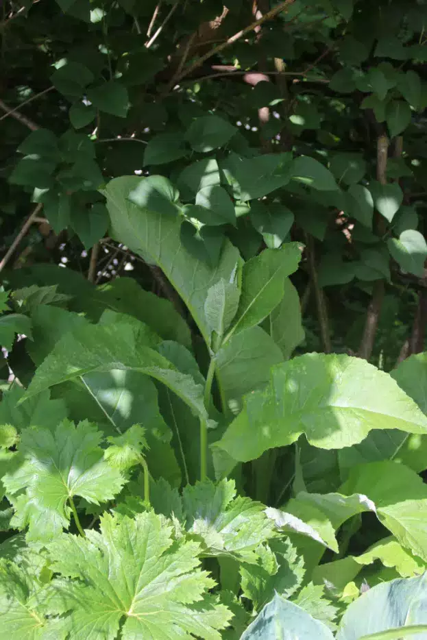 Inula helenium - Echter Alant