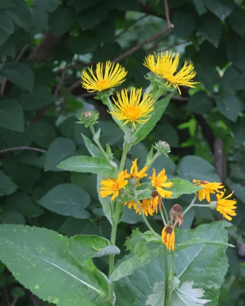 Inula helenium, Echter Alant
