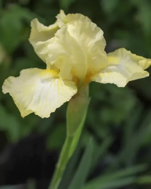 Iris 'Maui Moonlight', Mittelhohe Schwertlilie