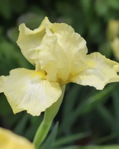 Iris 'Maui Moonlight', Mittelhohe Schwertlilie