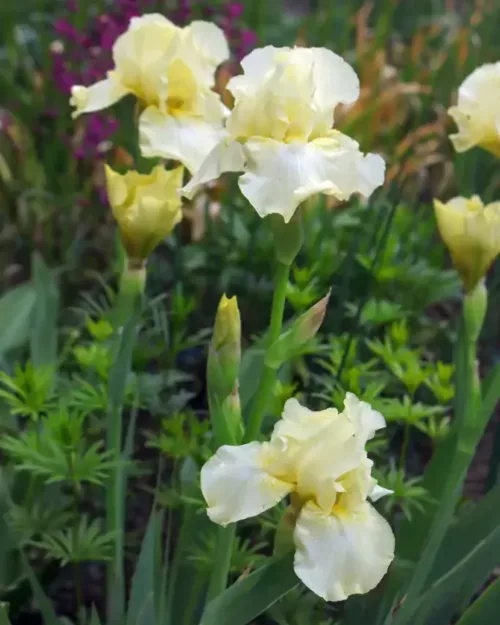 Iris 'Maui Moonlight', Mittelhohe Schwertlilie