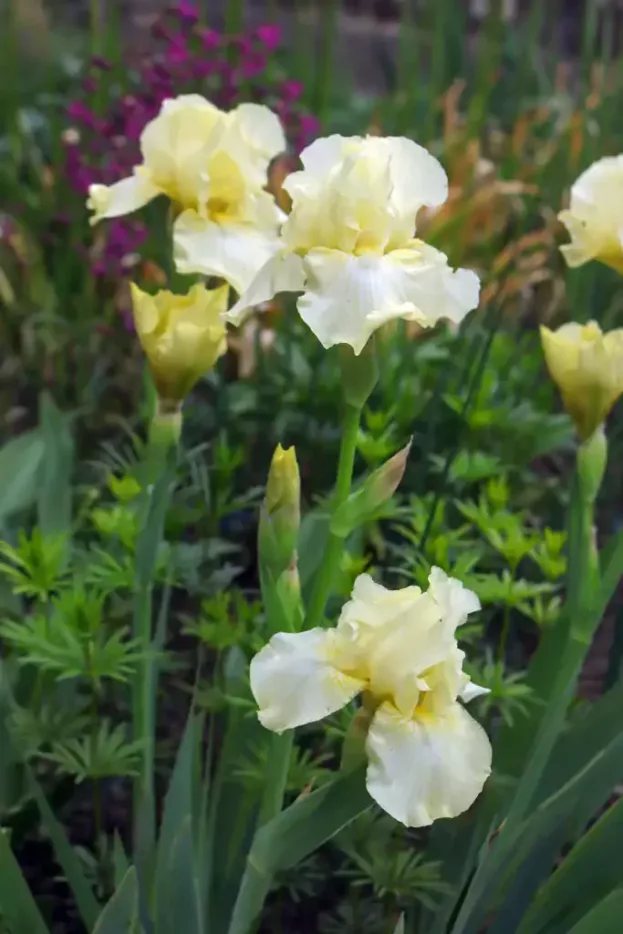 Iris 'Maui Moonlight', Mittelhohe Schwertlilie