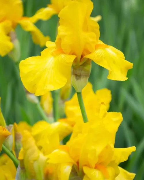 Iris 'Ola Kala', Hohe Bariris, Schwertlilie