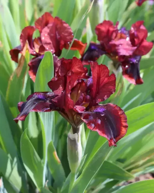 Iris barbata-nana 'Snugglebug' - Zwerg-Schwertlilie
