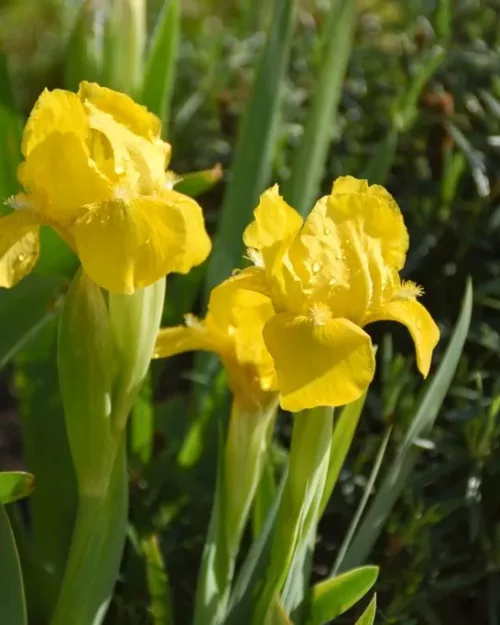 Iris barbata-nana 'Path of Gold', Zwerg-Bartiris