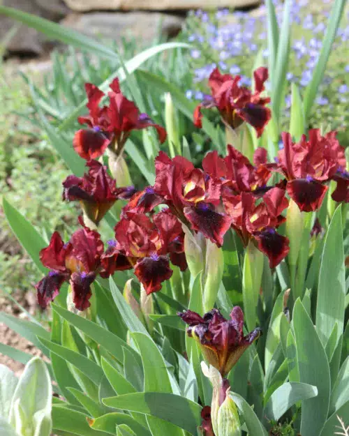 Iris barbata-nana 'Snugglebug' - Zwerg-Schwertlilie