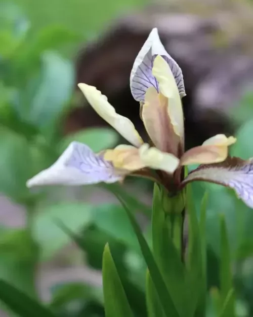 Iris foetidissima, Koralleniris