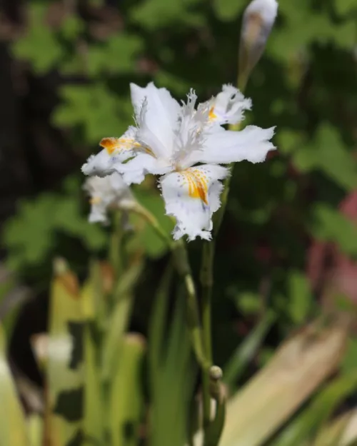 Iris japonica - Japanische Wald-Schwertlilie, Wald-Iris