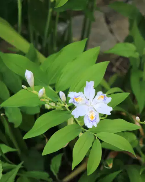 Iris japonica - Japanische Wald-Schwertlilie, Wald-Iris