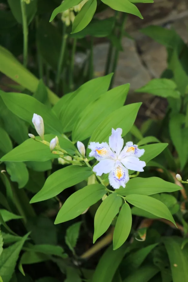 Iris japonica - Japanische Wald-Schwertlilie, Wald-Iris