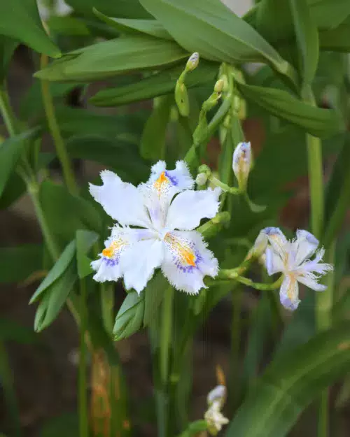 Iris japonica - Japanische Wald-Schwertlilie, Wald-Iris