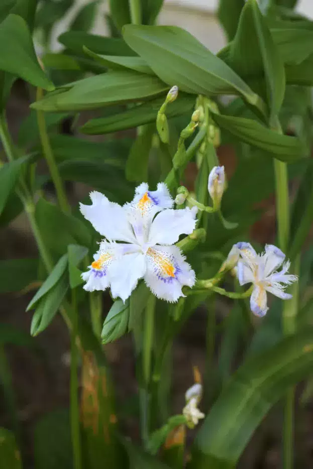 Iris japonica - Japanische Wald-Schwertlilie, Wald-Iris