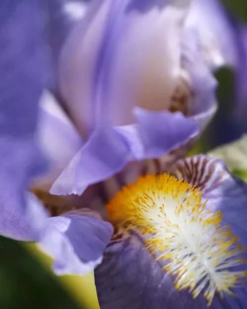 Iris pallida 'Aureovariegata', Ungarische Schwertlilie