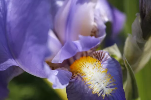 Iris pallida 'Aureovariegata', Ungarische Schwertlilie