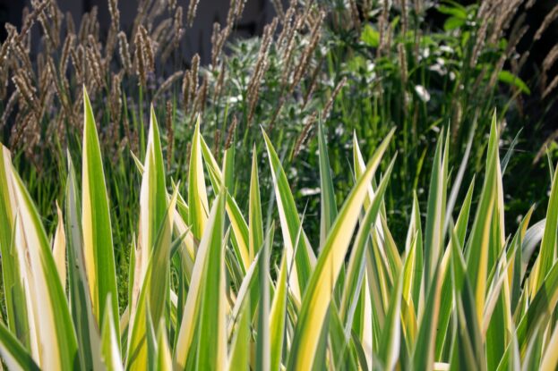 Iris pallida 'Aureovariegata', Ungarische Schwertlilie