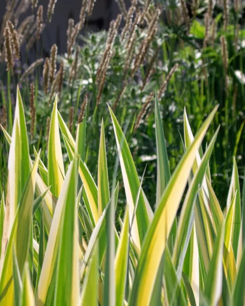 Iris pallida 'Aureovariegata', Ungarische Schwertlilie