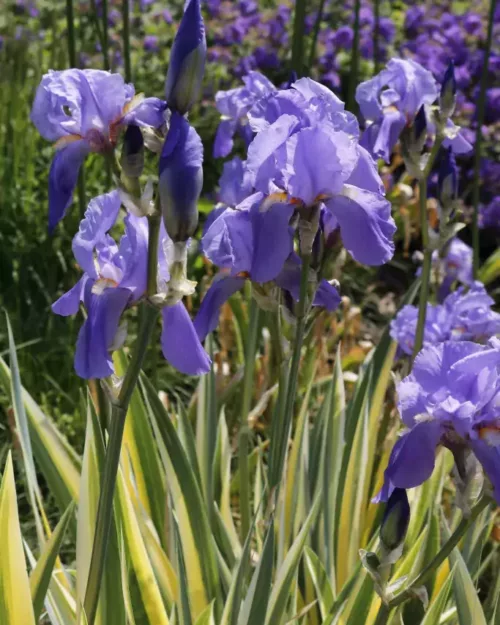 Iris pallida Aureovariegata jpg
