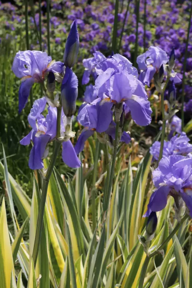 Iris pallida 'Aureovariegata', Ungarische Schwertlilie