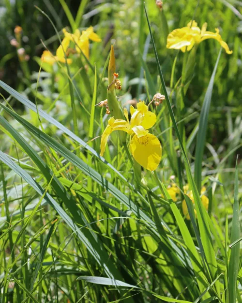 Iris pseudacorus, Sumpf-Schwertlilie