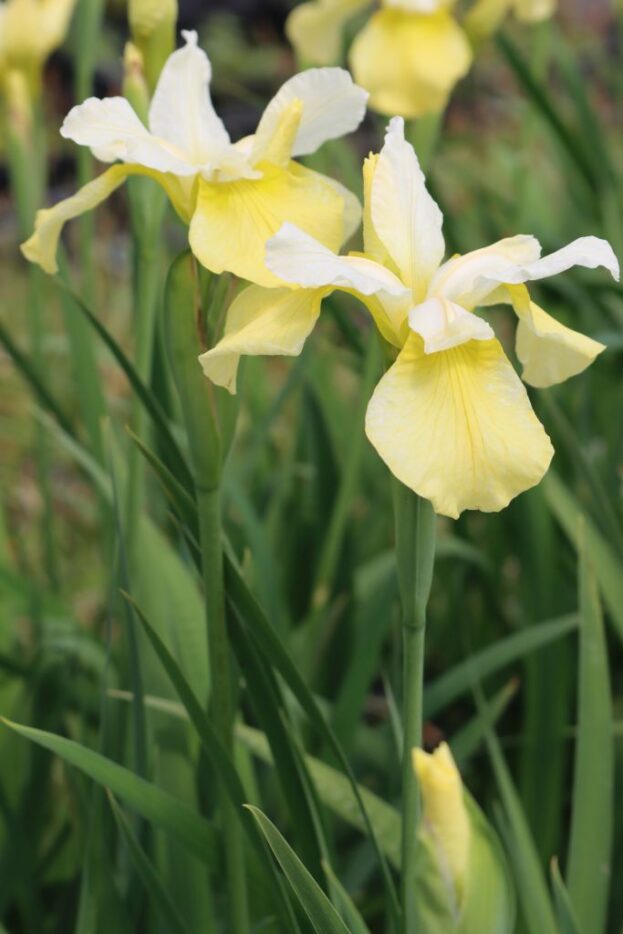 Iris sibirica 'Butter and Sugar', Sibirische Schwertlilie