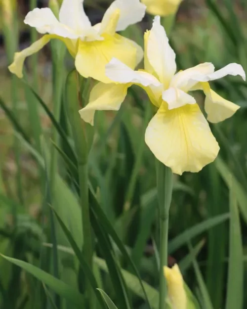 Iris sibirica 'Butter and Sugar', Sibirische Schwertlilie