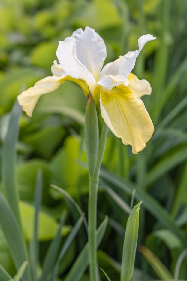 Iris sibirica 'Butter and Sugar', Sibirische Schwertlilie