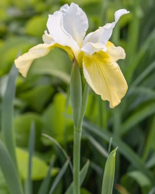 Iris sibirica 'Butter and Sugar', Sibirische Schwertlilie